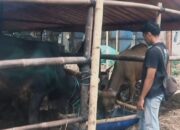 Panen Cuan, Omzet Pedagang Hewan Kurban di Tangerang Melejit