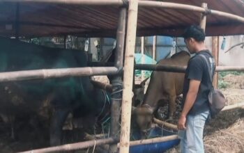 pedagang hewan kurban di tangerang