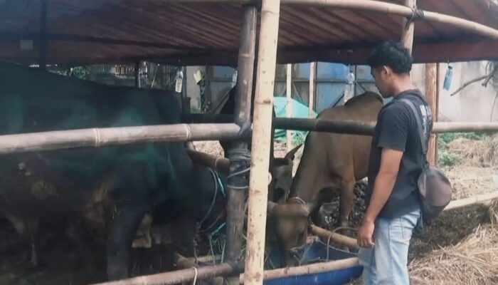 Panen Cuan, Omzet Pedagang Hewan Kurban di Tangerang Melejit