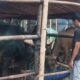 pedagang hewan kurban di tangerang