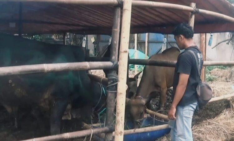 pedagang hewan kurban di tangerang