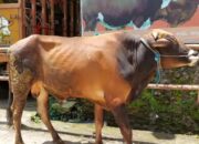 Jelang Idul Adha, Pemkab Tangerang Bagikan 90 Sapi Kurban