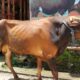 pemkab tangerang bagikan sapi kurban