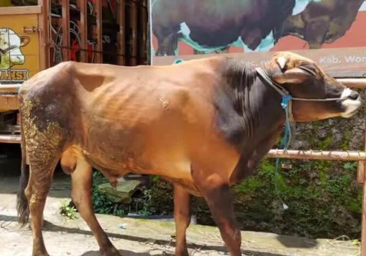 pemkab tangerang bagikan sapi kurban