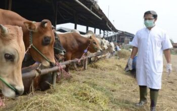 Harus Lolos Asuh, Distan Banten Perketat Distribusi Hewan Kurban