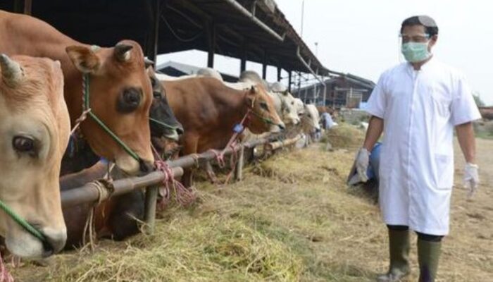 Harus Lolos Asuh, Distan Banten Perketat Distribusi Hewan Kurban