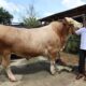 sapi kurban "parjo"