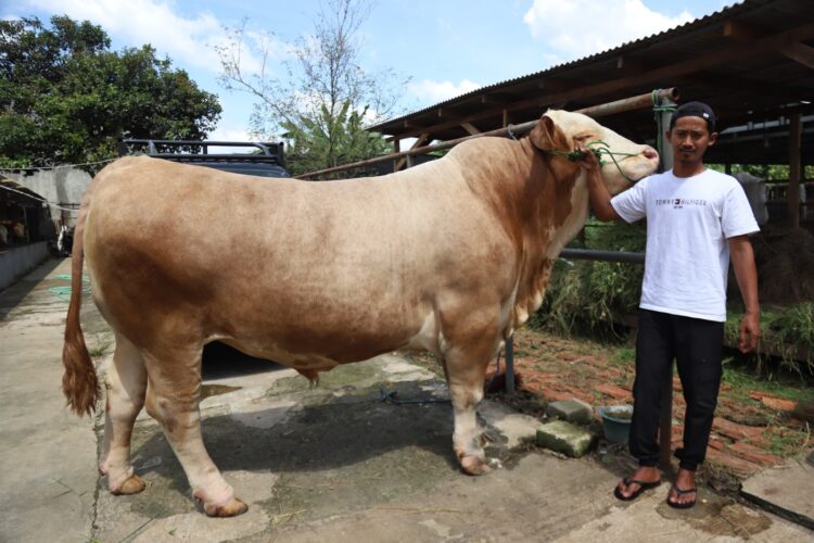 sapi kurban "parjo"