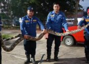 Damkar Tangkap Ular Panjang Suka Bikin Resah Warga di Tangerang