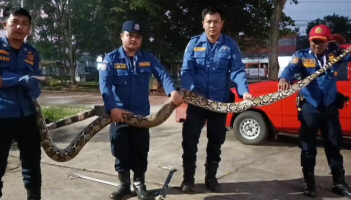 Damkar Tangkap Ular Panjang Suka Bikin Resah Warga di Tangerang