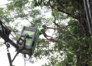Antisipasi Tumbang, Puluhan Pohon di Pinggir Jalan Dipangkas