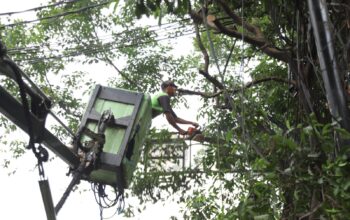 petugas tengah melakukan pemangkasan untuk antisipasi pohon tumbang