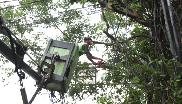 Antisipasi Tumbang, Puluhan Pohon di Pinggir Jalan Dipangkas