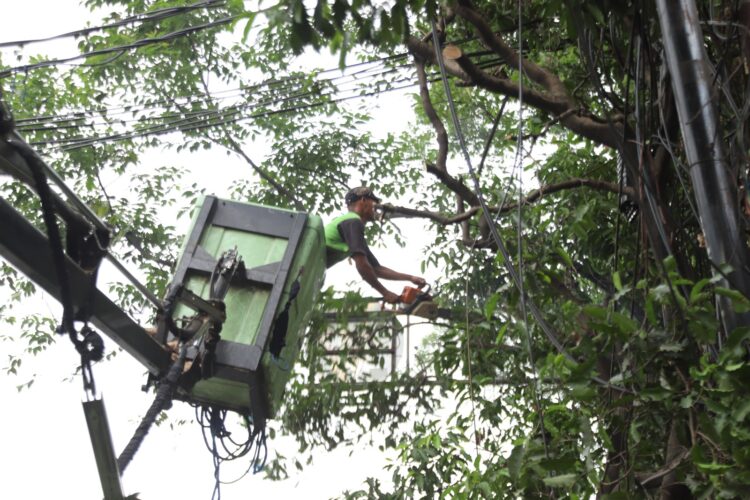 petugas tengah melakukan pemangkasan untuk antisipasi pohon tumbang