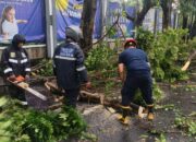 Sejumlah Kendaraan Rusak Tertimpa Pohon Tumbang di Kota Tangerang