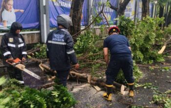 Sejumlah Kendaraan Rusak Tertimpa Pohon Tumbang di Kota Tangerang