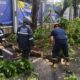 Sejumlah Kendaraan Rusak Tertimpa Pohon Tumbang di Kota Tangerang