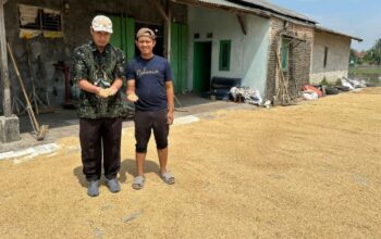 Disiram Rp13,1 Miliar, Pemprov Banten Kejar Target 1,85 Juta Ton Gabah