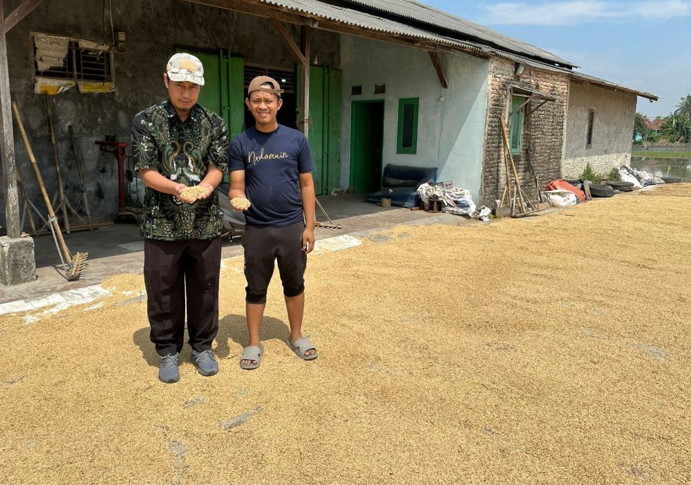 Disiram Rp13,1 Miliar, Pemprov Banten Kejar Target 1,85 Juta Ton Gabah