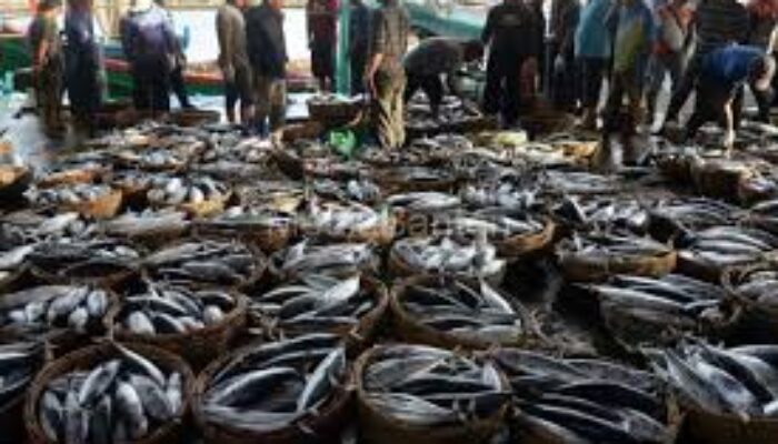 Jalur Pelayaran Dangkal, Hasil Tangkap Nelayan Lebak Turun
