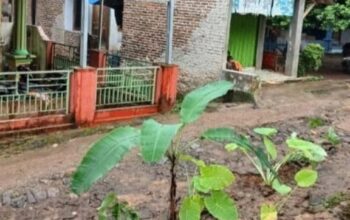 Warga Mancak Serang Tanam Pisang dan Talas di Jalan Rusak