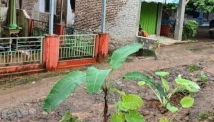 Warga Mancak Serang Tanam Pisang dan Talas di Jalan Rusak