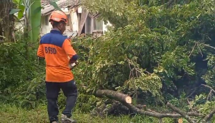Akibat Angin Kencang, Asrama Polisi Tertimpa Pohon