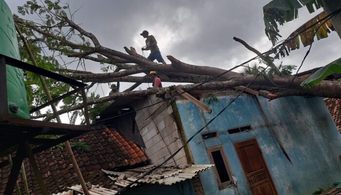 Pohon Besar Tumbang Timpa Dua Rumah Warga Bojongmengteng