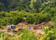 Satwa Langka di Kawasan Halimun Salak Nyaris Punah Terusir Peti