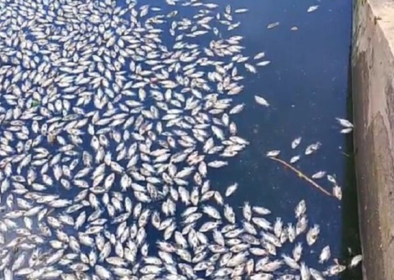 Aneh, Ribuan Ikan Mati Misterius di Tandon Ciputat Tangsel