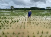 50 Hektar Sawah di Lebak Gagal Panen Akibat Banjir