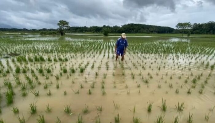 50 Hektar Sawah di Lebak Gagal Panen Akibat Banjir