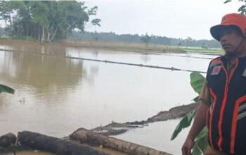 Terendam Banjir, Ratusan Hektare Sawah di Banten Gagal Panen