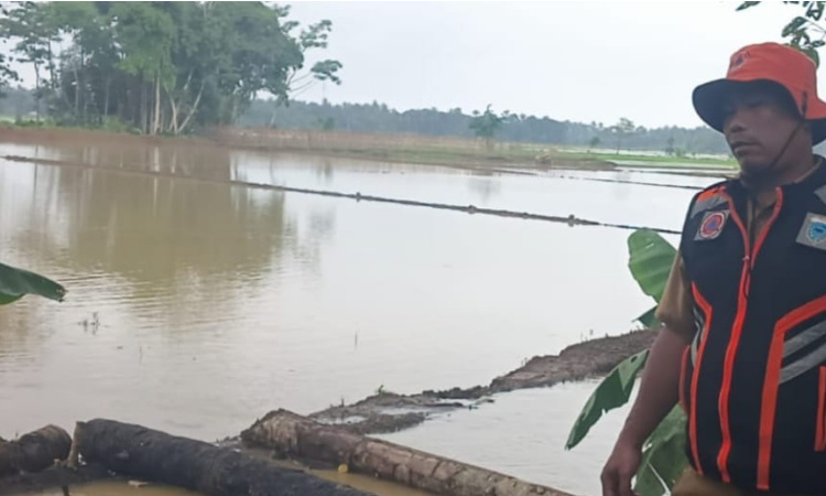 Terendam Banjir, Ratusan Hektare Sawah di Banten Gagal Panen