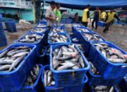Banten Kekurangan Pasokan Ikan Ratusan Ribu Ton