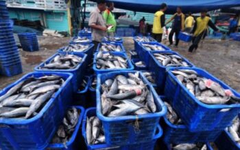 Banten Kekurangan Pasokan Ikan Ratusan Ribu Ton