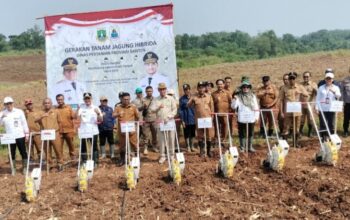 Andra Soni: Banten Siap Jadi Produsen Jagung Nasional
