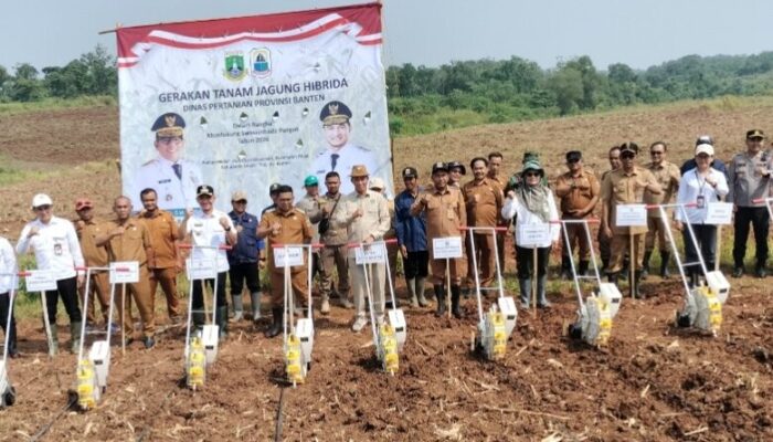 Andra Soni: Banten Siap Jadi Produsen Jagung Nasional