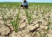 BMKG: Kemarau 2026 Lebih Kering, Lebih Panjang dan Datang Lebih Awal