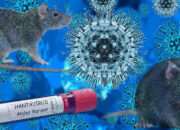 Waspada Hantavirus, Begini Gejala dan Pencegahannya