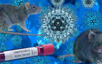Waspada Hantavirus, Begini Gejala dan Pencegahannya