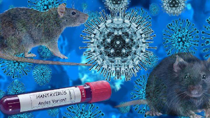 Waspada Hantavirus, Begini Gejala dan Pencegahannya