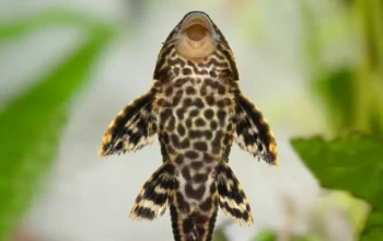 Ikan Sapu-Sapu Sudah Penuhi Sungai-Sungai di Lebak