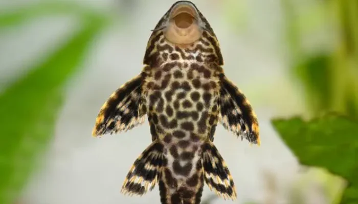 Ikan Sapu-Sapu Sudah Penuhi Sungai-Sungai di Lebak