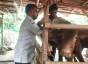 Petugas DPKP Kabupaten Tangerang Sweeping Hewan Kurban