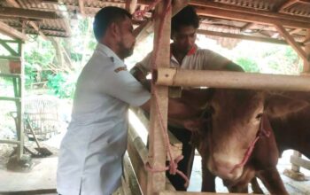Petugas DPKP Kabupaten Tangerang Sweeping Hewan Kurban