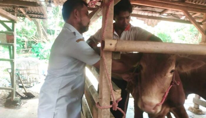 Petugas DPKP Kabupaten Tangerang Sweeping Hewan Kurban