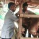 Petugas DPKP Kabupaten Tangerang Sweeping Hewan Kurban