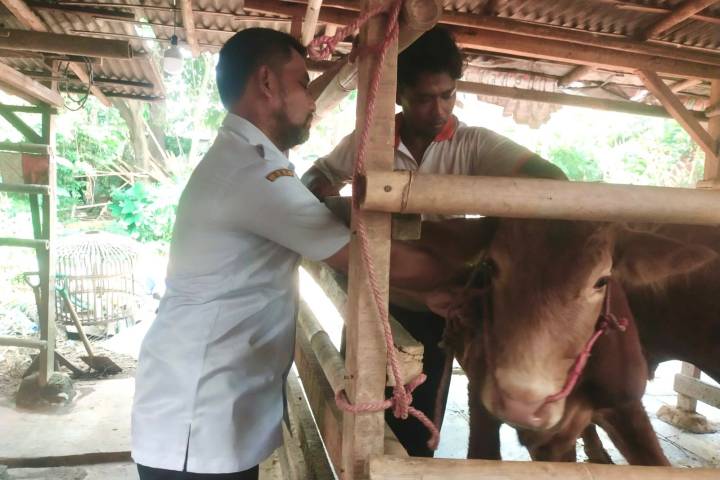 Petugas DPKP Kabupaten Tangerang Sweeping Hewan Kurban