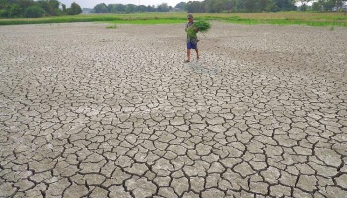 Bencana Kekeringan di Lebak Meluas